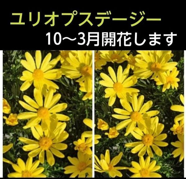ユリオプスデージーの挿し芽10本
