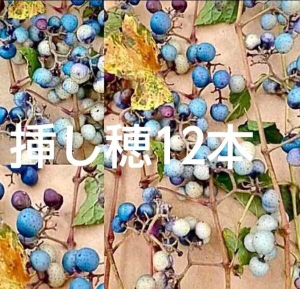 ノブドウの挿し穂12本