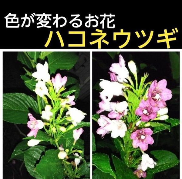 ハコネウツギの挿し穂5本