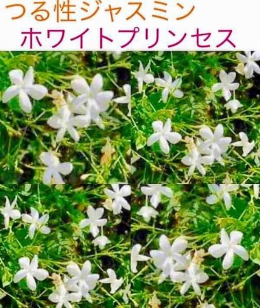 ホワイトプリンセスの挿し穂12本