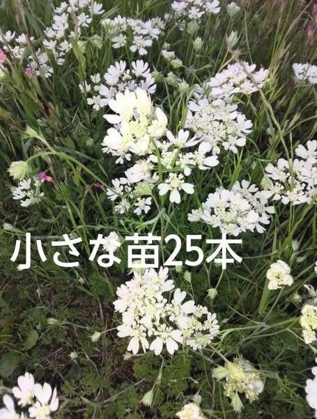 オルレアの小さな苗25本