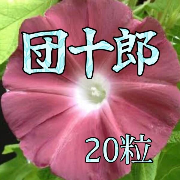 朝顔の種 団十郎 20粒以上グリーンカーテンを作ろう♪団十郎ライムグリーン葉に渋い海老茶色のお花