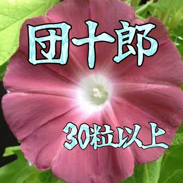 朝顔の種 団十郎 30粒以上グリーンカーテンを作ろう♪ ライムグリーンの蝉葉&海老茶色の日輪抜けのお花