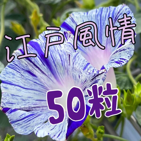 朝顔江戸風情の種 50粒グリーンカーテンを作ろう!