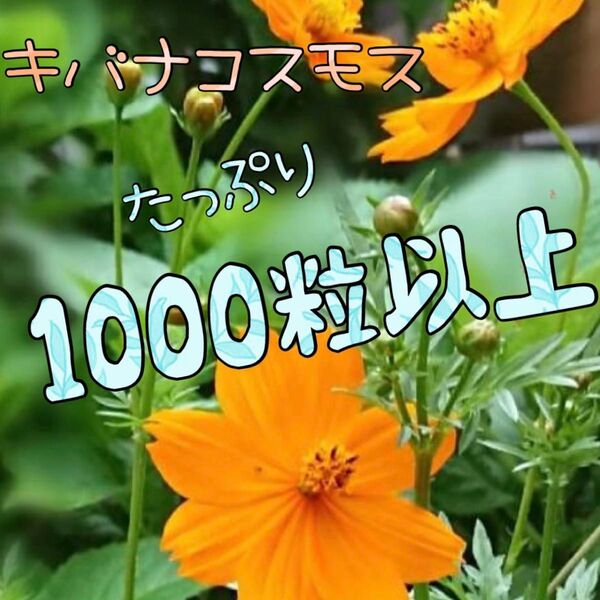 キバナコスモスの種 ビタミンカラー☆オレンジのコスモス畑を一面に♪ たっぷり1000粒以上!!