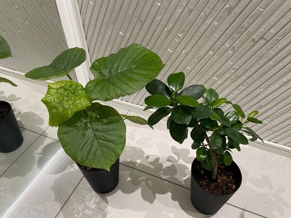Bセット パンダガジュマル ウンベラータ 黒の鉢 根も十分に張っています。