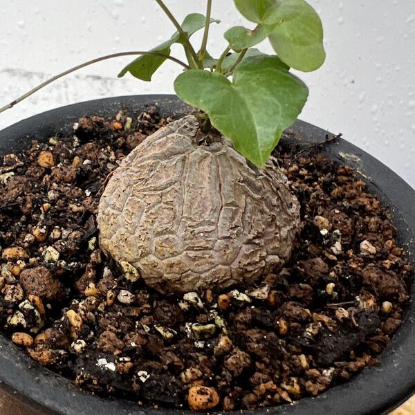 亀甲竜 アフリカ亀甲竜 塊根植物 キッコウリュウ 珍奇植物
