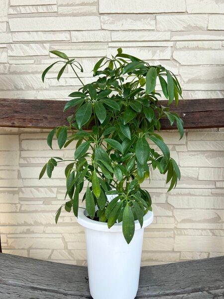 観葉植物 シェフレラ ホンコンカポック 50㎝ 夏のインテリア インテリアグリーン