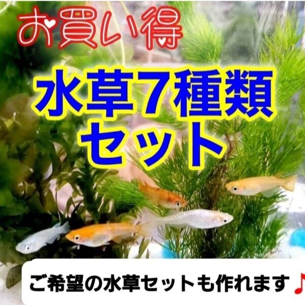水草セット 7種類 アナカリス アマゾンフロッグピットエビ メダカ マツモ 金魚