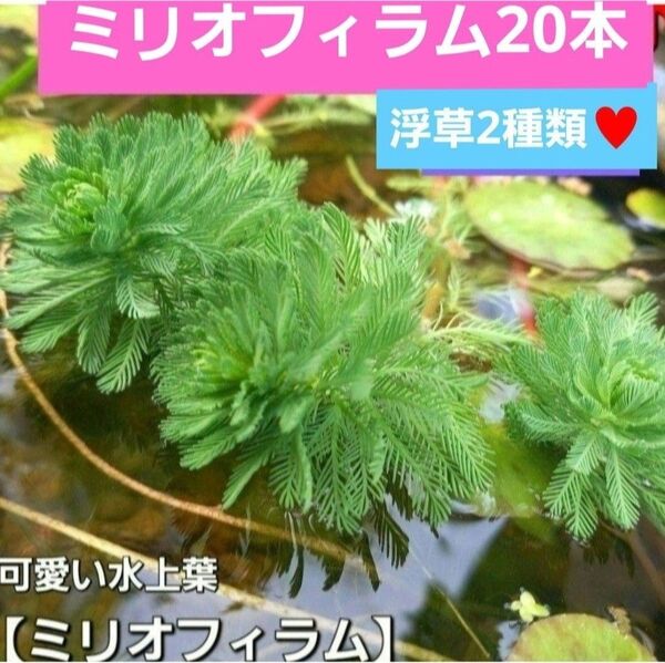 水草セット ミリオフィラム20本 水上葉 浮草プレゼント 天然無農薬 アナカリス追加可能 オレンジミリオフィラム
