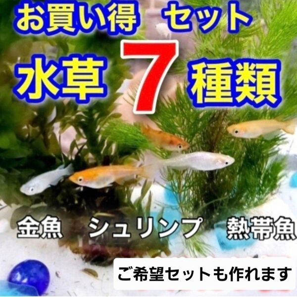 水草セット 7種類 アナカリス アマゾンフロッグピットエビ メダカ マツモ 金魚
