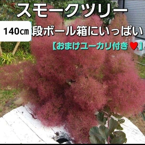 スモークツリー グレース 花材 スワッグ ブーケ ドライフラワー 生花 ハンドメイド インテリア