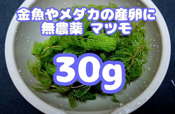メダカの産卵床や金魚の餌に!マツモ(水草)約30g