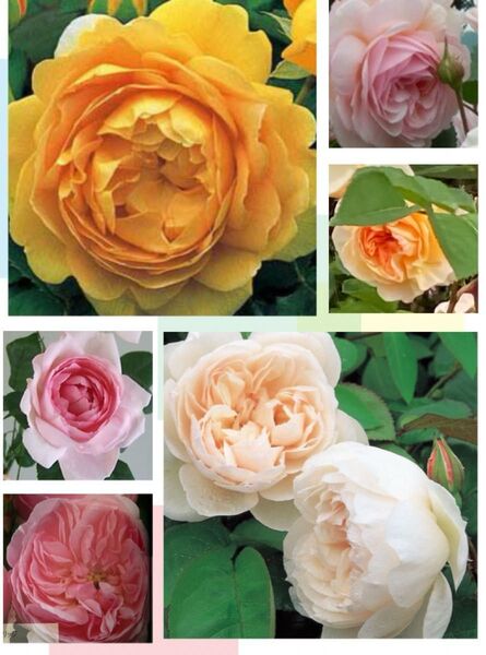 バラ イングリッシュローズ 挿し木苗 四季咲き 強香 薔薇 廃盤品種 入手困難