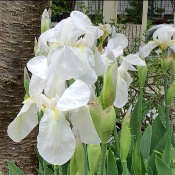 アイリス 白花 2株