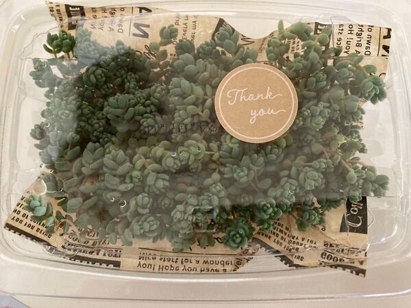 多肉植物.ブレビフォリウム.セダム .カット苗.根はついています.モコモコ増える!グランドカバー.寄せ植え!多肉弁当.育てやすい!