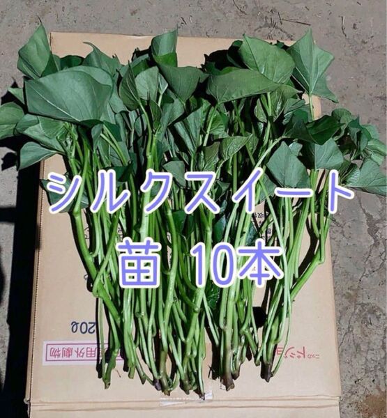 さつまいも シルクスイート 苗 10本