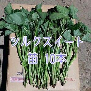 さつまいも シルクスイート 苗 10本