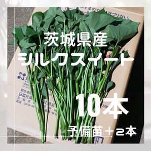 さつまいも シルクスイート 苗 10本