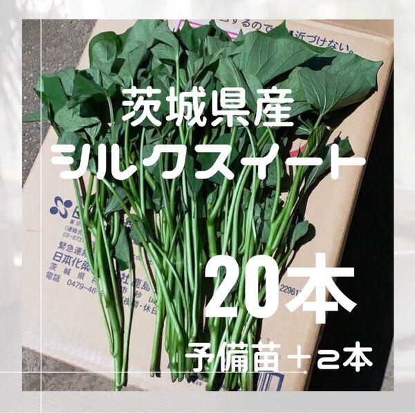 さつまいも シルクスイート 苗 20本