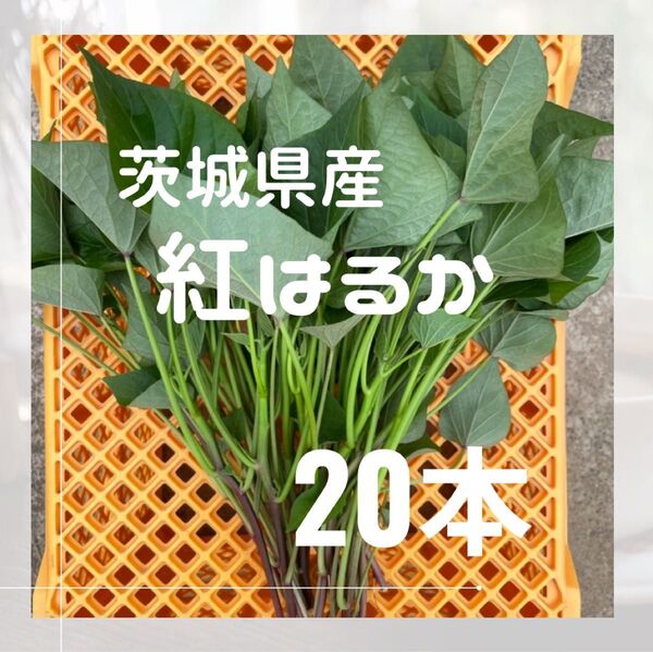 さつまいも 紅はるか 苗 20本