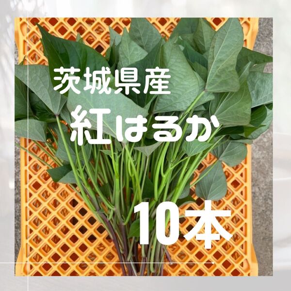 さつまいも 紅はるか 苗 10本