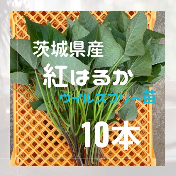 さつまいも 紅はるか ウイルスフリー 苗 10本