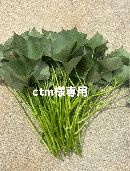 さつまいも あまはづき 苗 10本