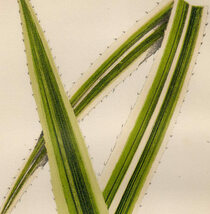 1872年 Lowe 多色刷木版 BEAUTIFUL LEAVED PLANTS Pl.36 タコノキ科 タコノキ属 PANDANUS JAVANICUS VARIEGATUS_画像2