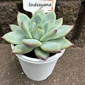 farm PALK ファーム パルクさん苗 lindsayana 札、鉢付き 【6月8日撮影】