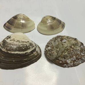 貝殻 8コセット