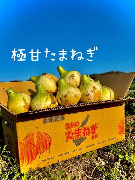 あま〜くて水々しい淡路島産新玉ねぎ少し訳あり品20kg