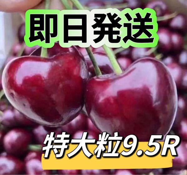 手渡しでお届け〜 箱込み1kg 新鮮チェリーアメリカンチェリー チェリー さくらんぼ 贈り物 お中元 土産 9.5R 特大粒