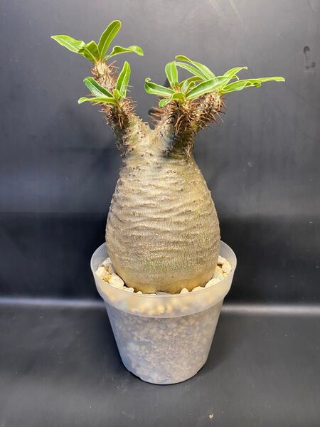 おすすめ!パキポディウム グラキリス 現地株 良型株 発根済 塊根植物