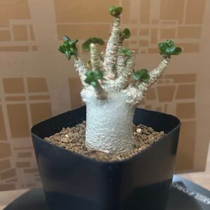 アデニウム アラビカム 獅子葉