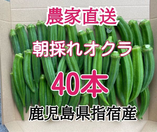 【訳あり】鹿児島県指宿産 朝採れオクラ40本 混合品