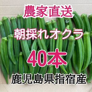 【訳あり】鹿児島県指宿産 朝採れオクラ40本 混合品