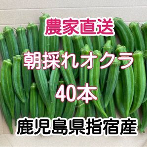 【訳あり】鹿児島県指宿産 朝採れオクラ40本 混合品