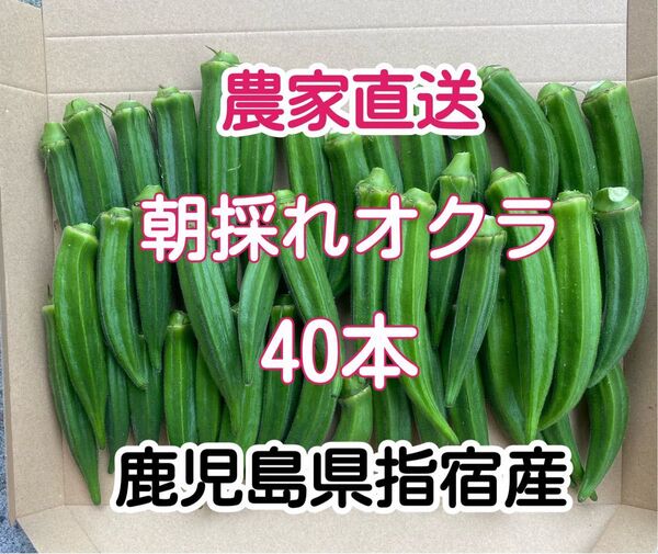 【訳あり】鹿児島県指宿産 朝採れオクラ40本 混合品