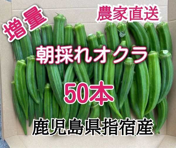 【訳あり】鹿児島県指宿産 朝採れオクラ50本 混合品