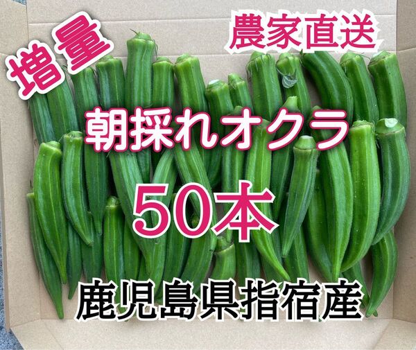【訳あり】鹿児島県指宿産 朝採れオクラ50本 混合品