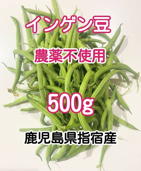 【訳あり】農薬不使用 朝採れつる無し丸インゲン500g 鹿児島県指宿産