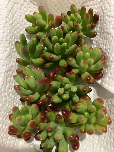 多肉植物 ルビーティント