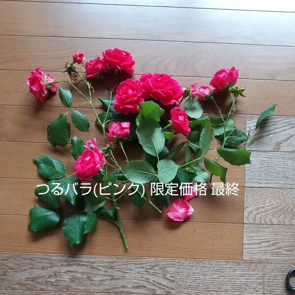 早い者勝ち【つるバラピンク】写真のもの10〜20センチほどの剪定枝をカットして10本ほど☆丈夫なのでほぼ無農薬☆