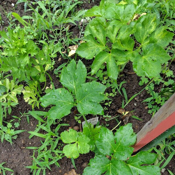 無農薬健康野菜 明日葉 あしたば アシタバ 10枚ほど 天ぷらやおひたしにも