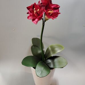 アマリリスアレンジ