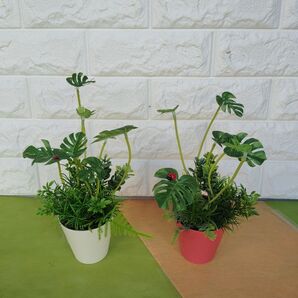 ミニモンステラ2個