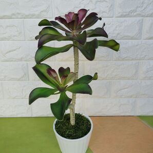 エケベリア(観葉植物)ポット