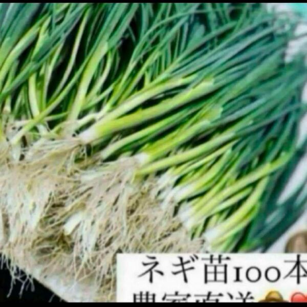 福岡県産 ネギ苗100本