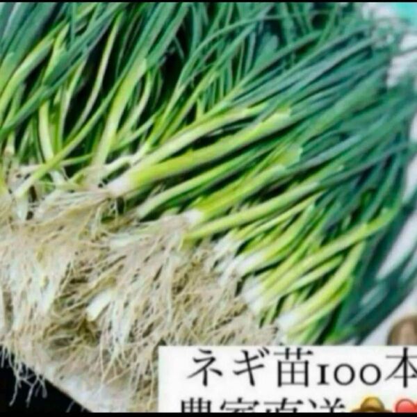 福岡県産 ネギ苗100本